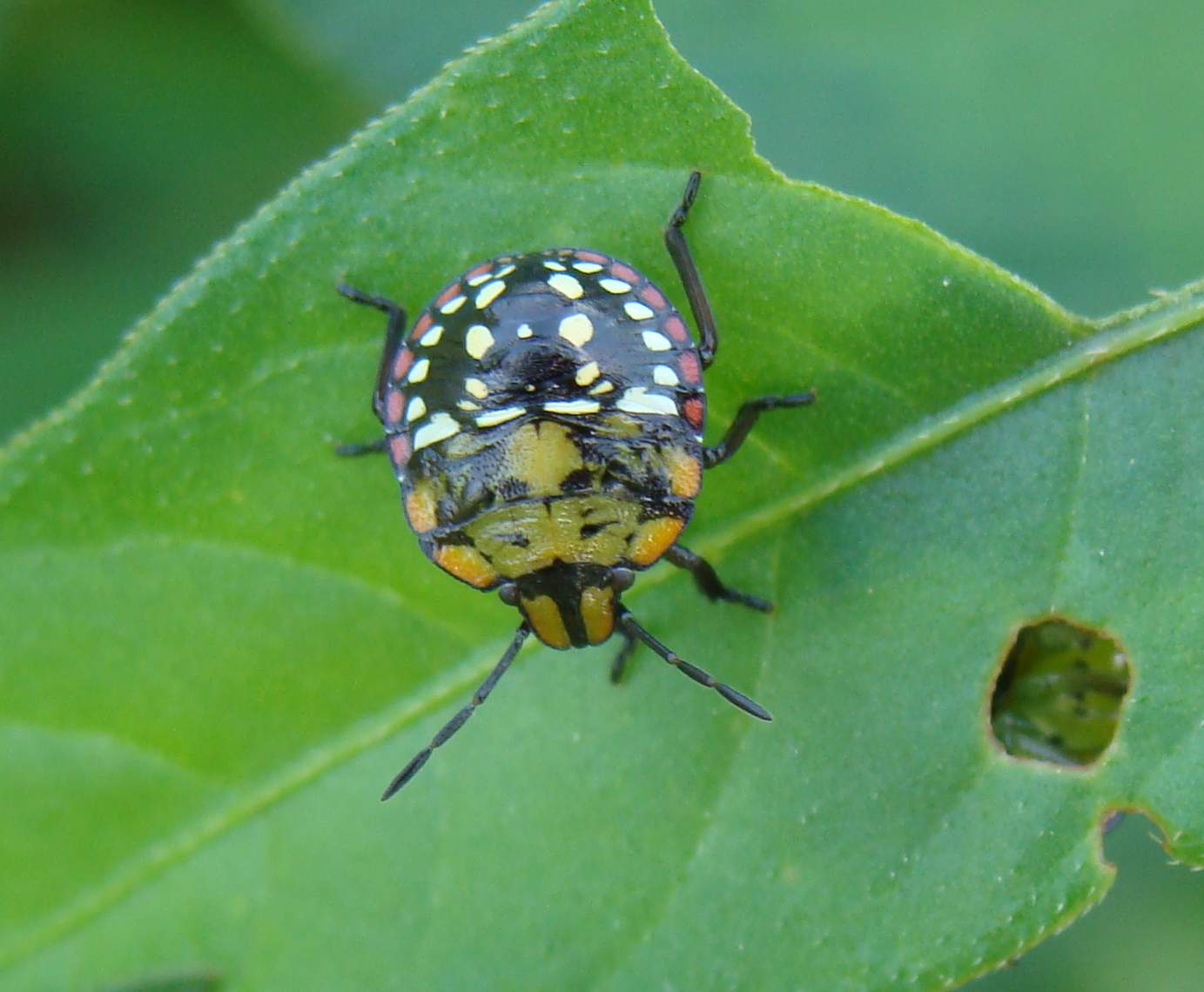 Nezara viridula